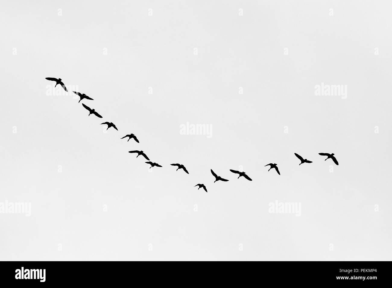A skein of Canada Geese Branta canadensis flying in a V formation seen in silhouette. Stock Photo