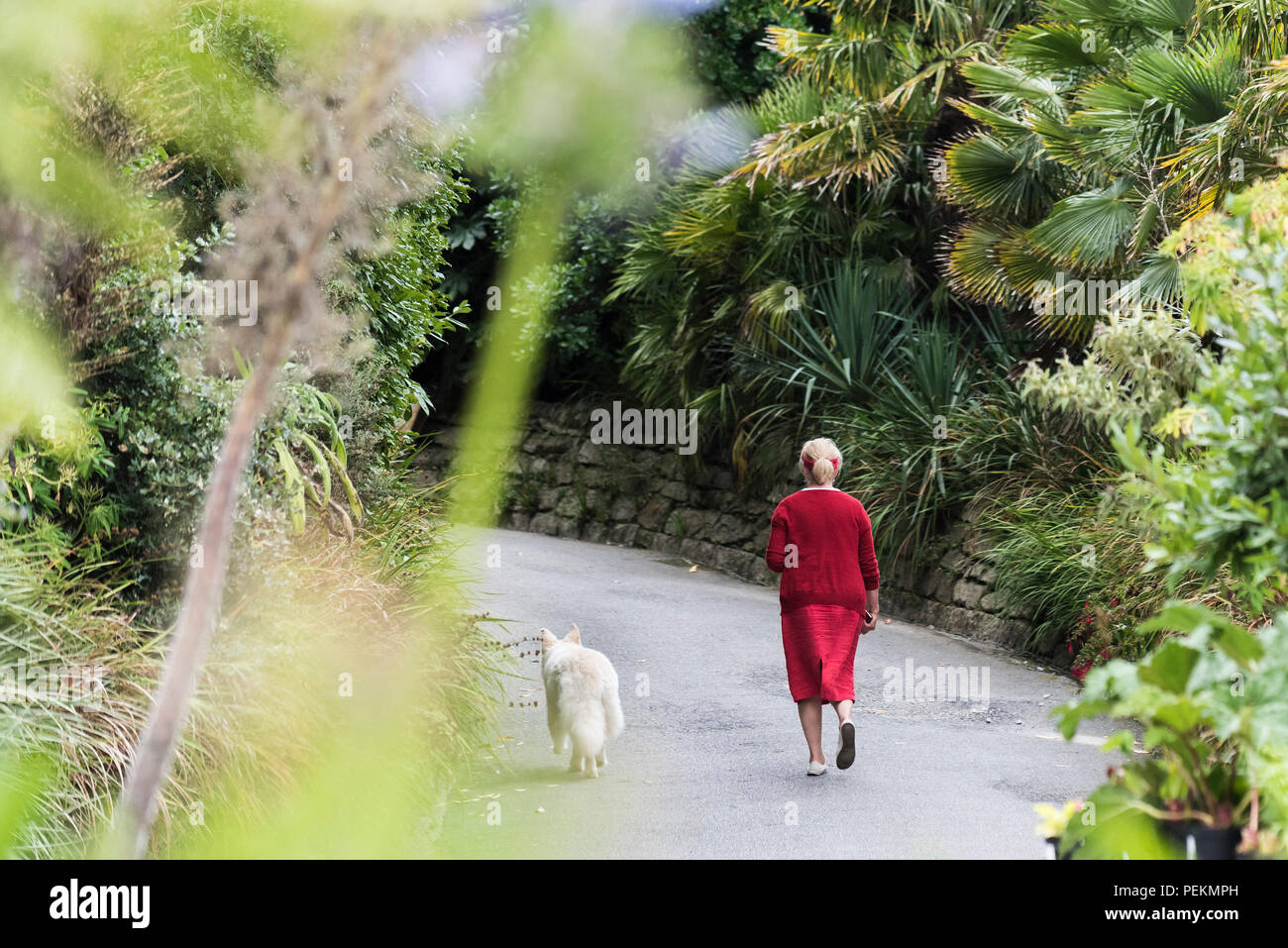 A mature woman dressed in red walking her pet dog. Stock Photo