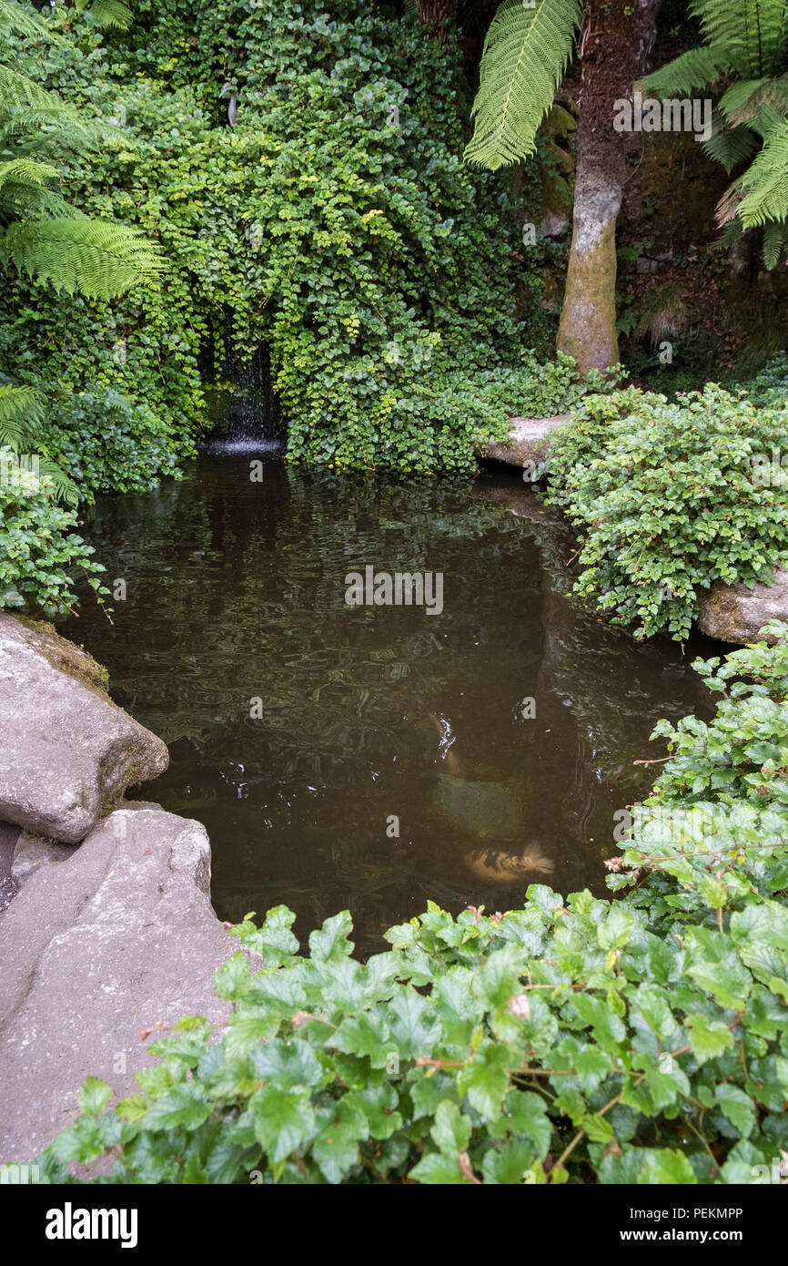 The Koi Pond in Trebah Garden in Cornwall. Stock Photo
