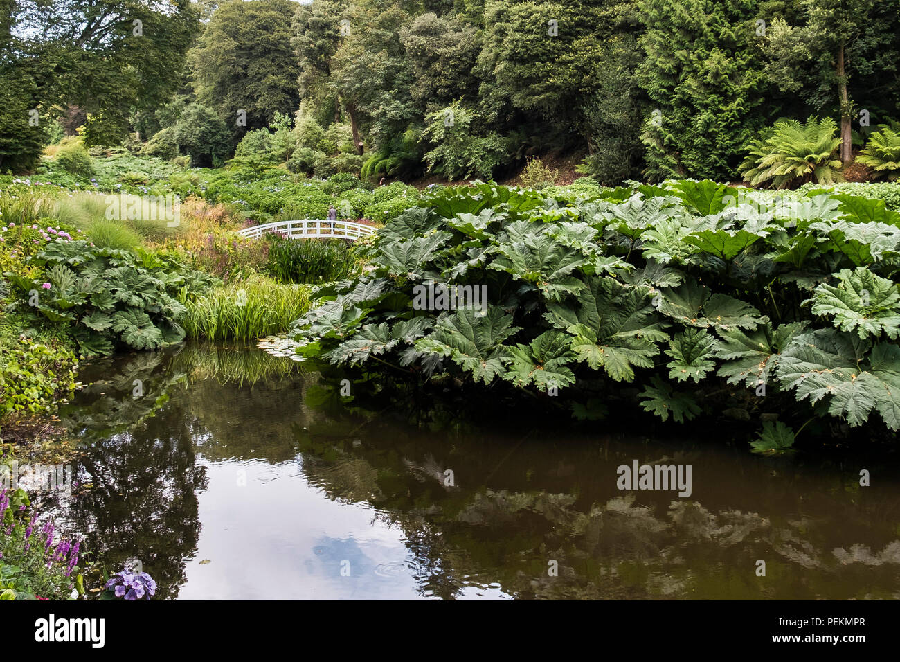 Magnificent Gunnera manicata growing at the Mallard Pond in the sub tropical Trebah Garden in Cornwall. Stock Photo