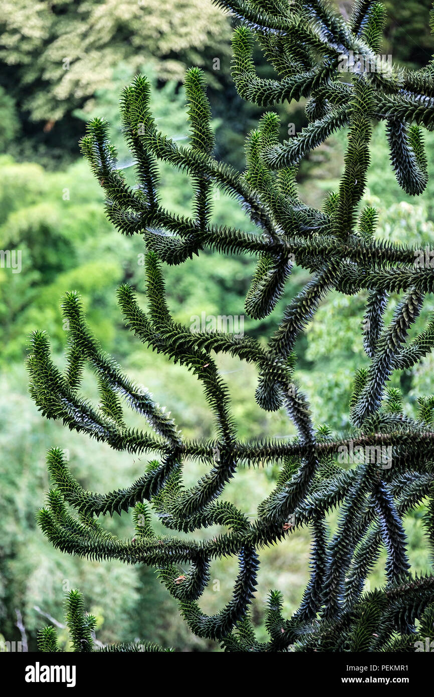 The branches of a Monkey Puzzle Tree Araucaria araucana Stock Photo