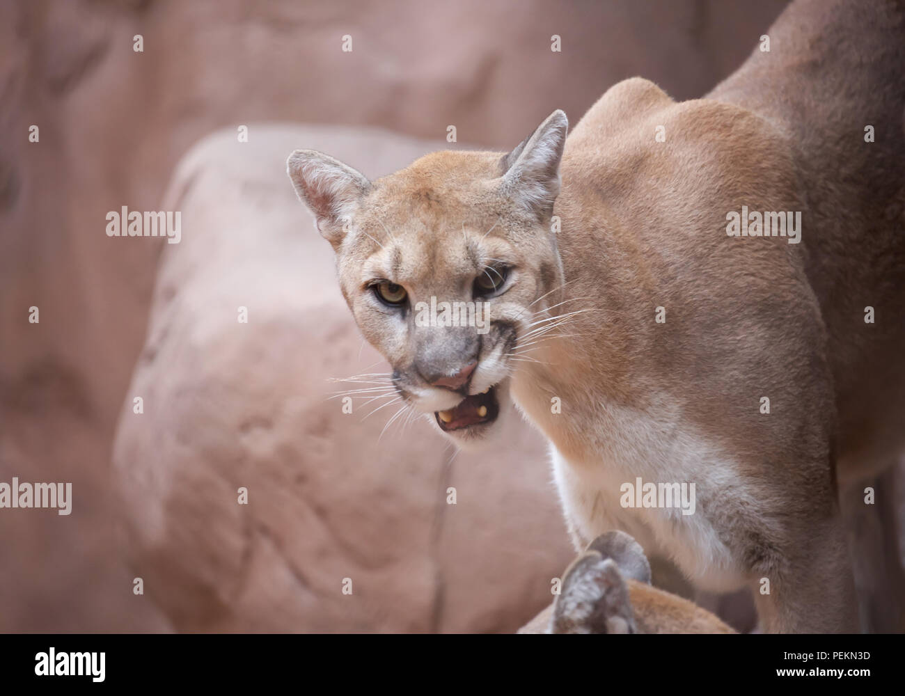 Cougar commonly known as a Puma in Phoenix Zoo,Arizona, USA Stock Photo -  Alamy