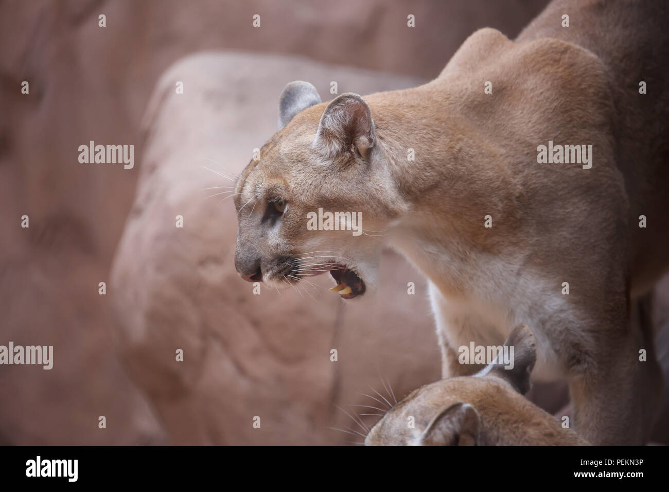 Cougar commonly known as a Puma in Phoenix Zoo,Arizona, USA Stock Photo Alamy