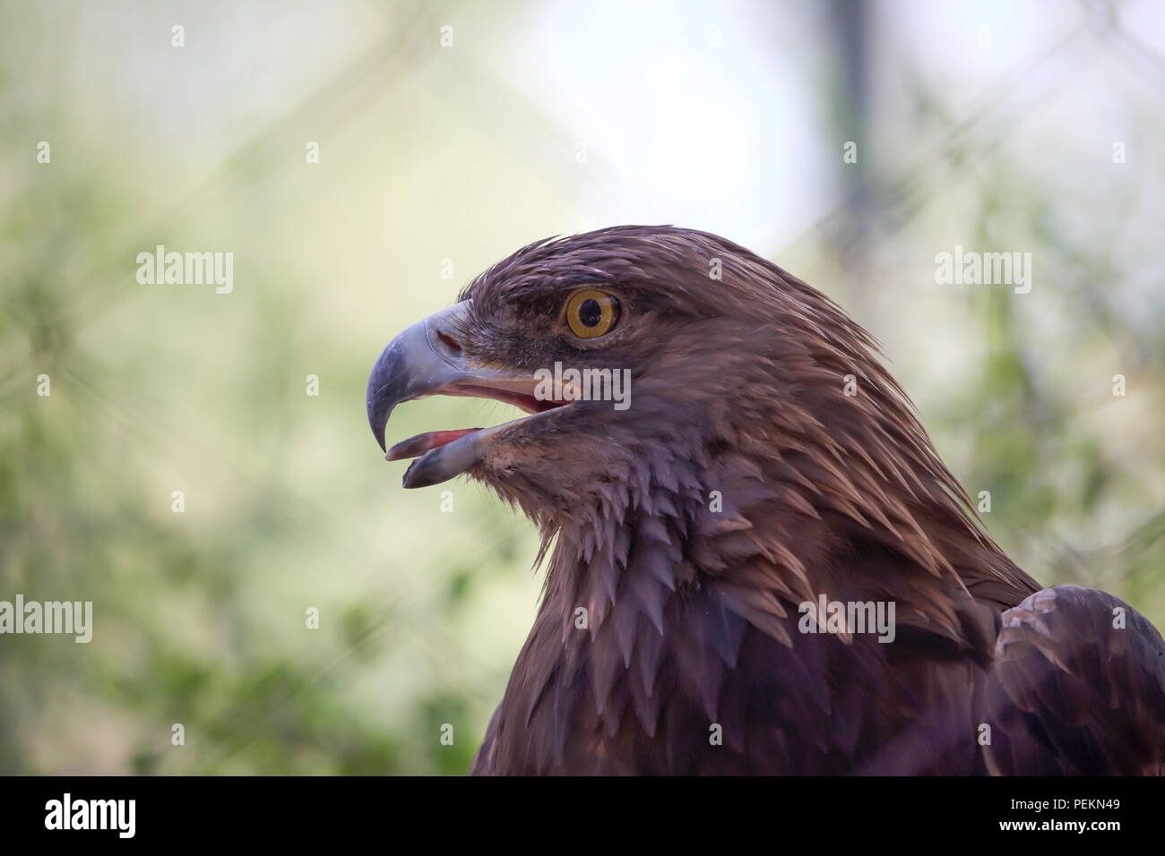 Golden Eagle In Phoenix Zooarizona Usa Stock Photo