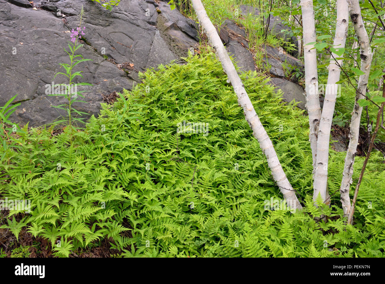 Hayscented fern (Dennstaedtia punctilobula) Colony surrounding white birch tree trunk, Greater Sudbury, Ontario, Canada Stock Photo