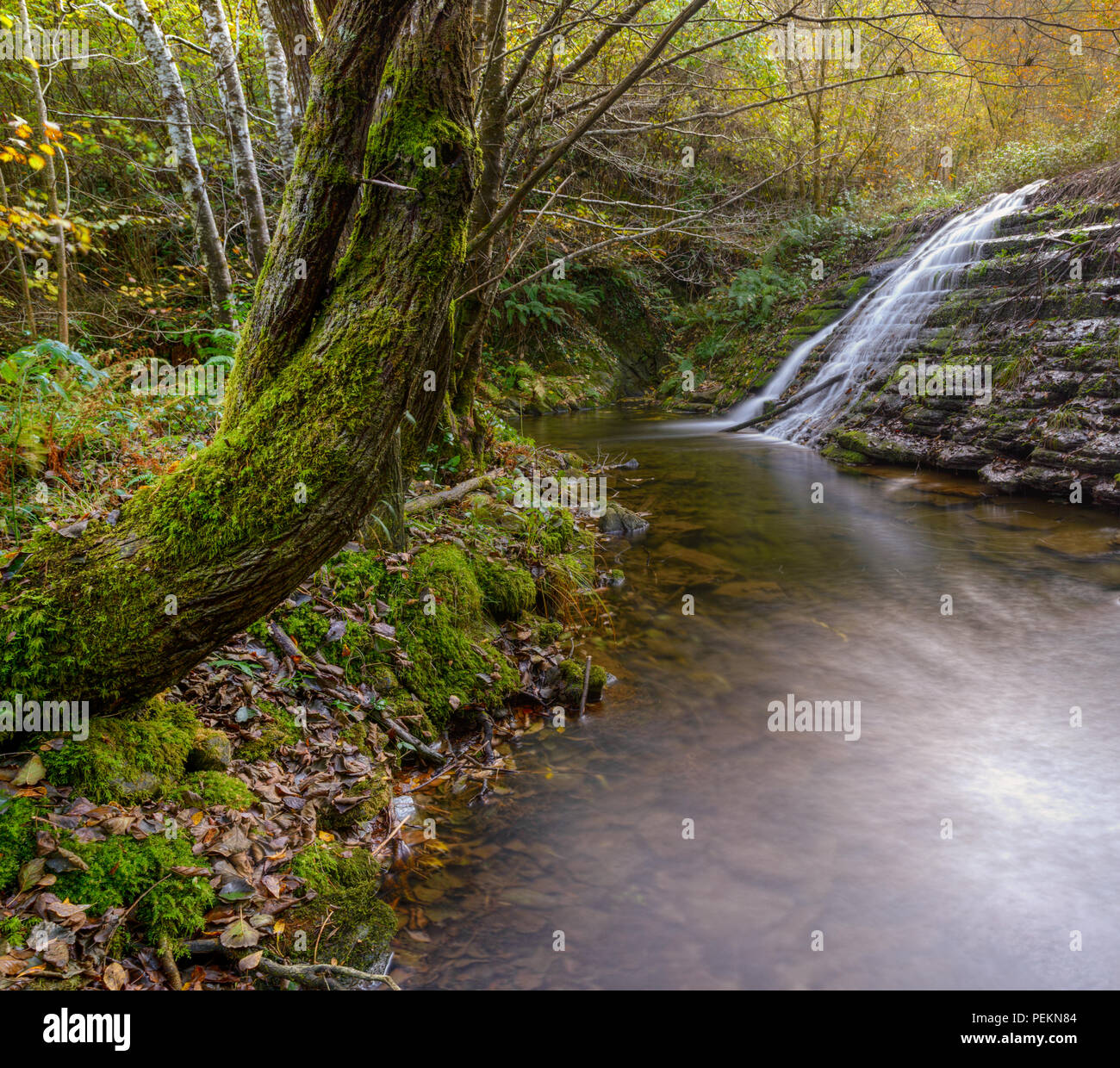 Arbol viejo inclinado sobre un estanque frente a una cascada, en Bogo, Pontenova, Galicia Stock Photo
