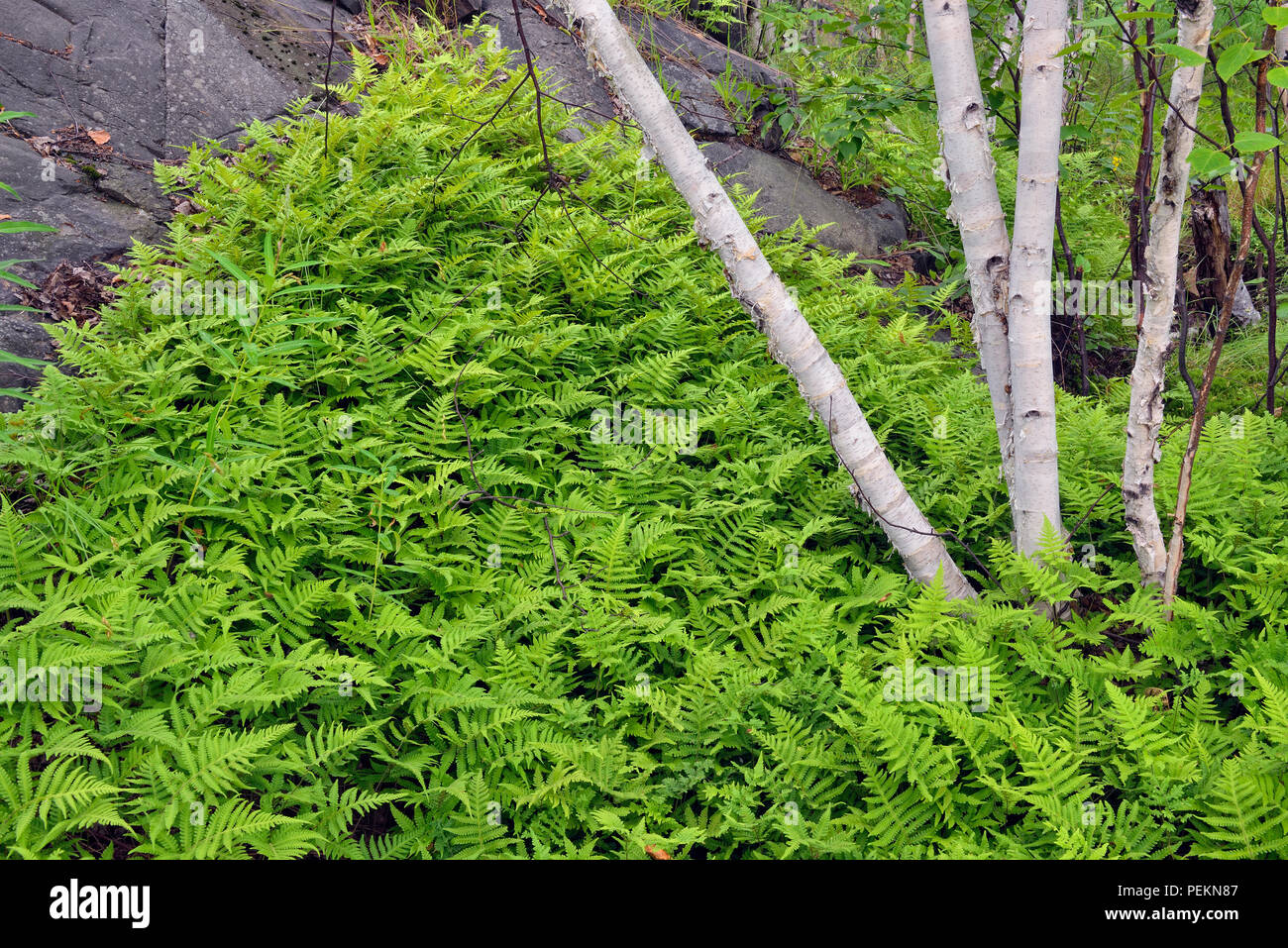 Hayscented fern (Dennstaedtia punctilobula) Colony surrounding white birch tree trunk, Greater Sudbury, Ontario, Canada Stock Photo