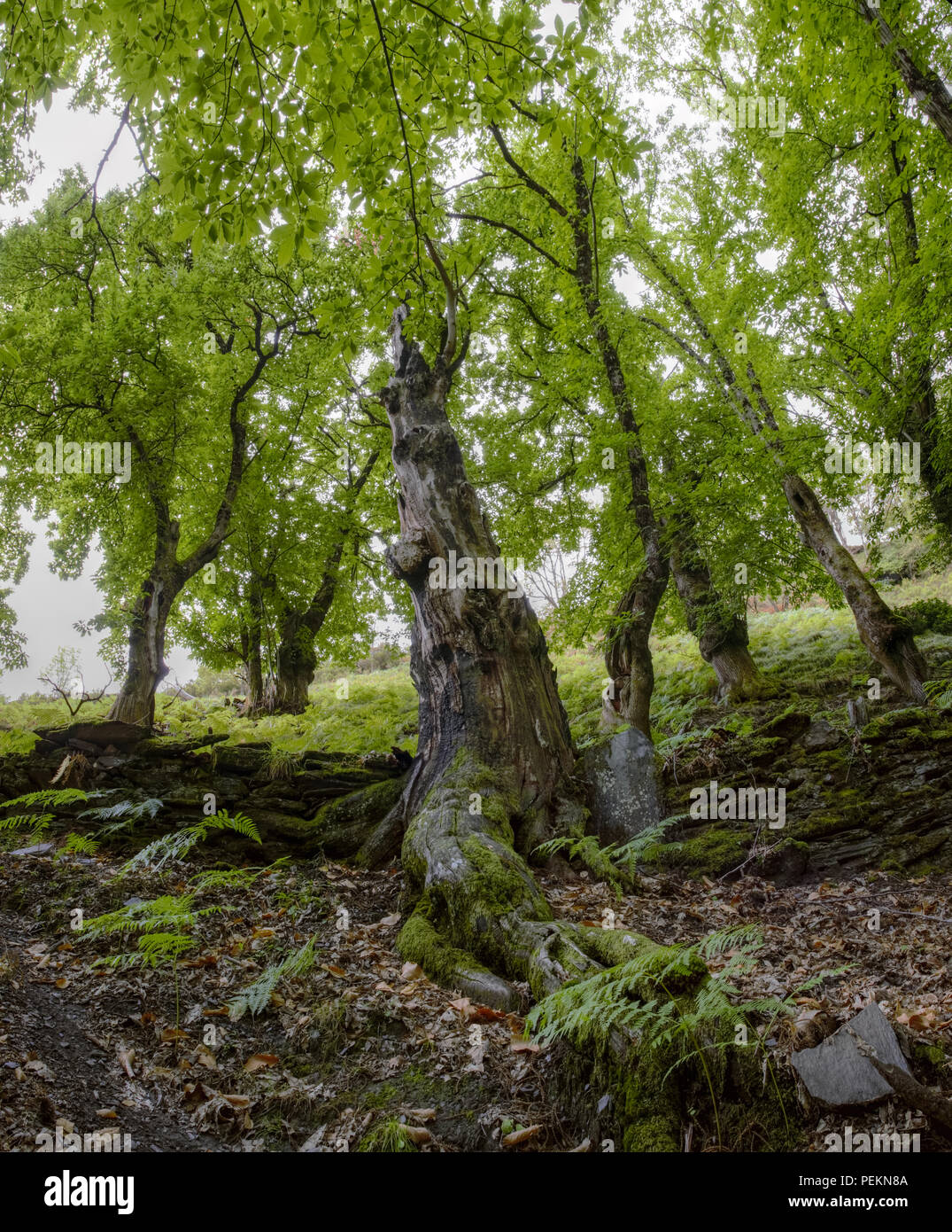Castaño con raíces musgosas y helechos frente a un muro de piedra en un bosque. Stock Photo