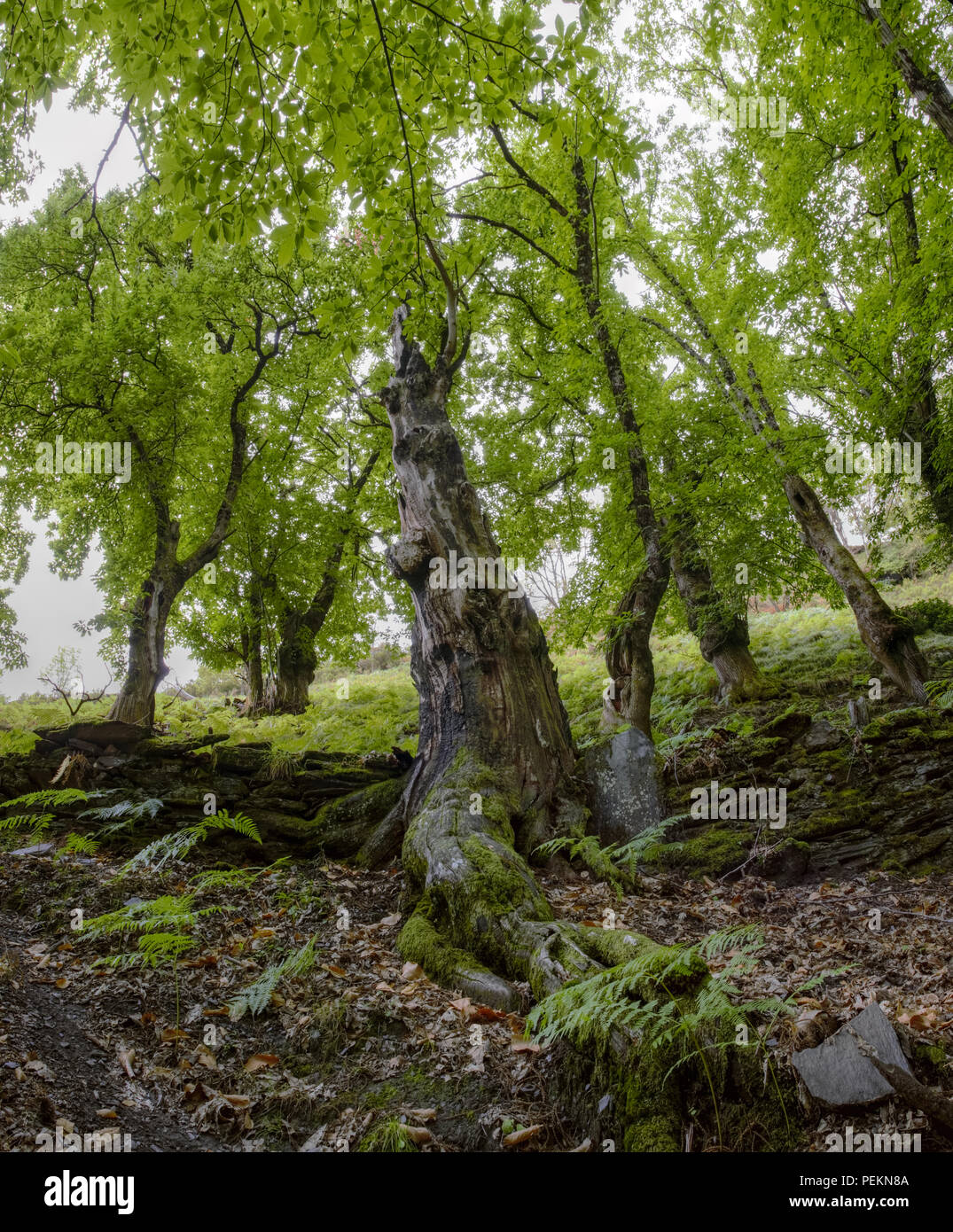 Planta en muro de piedra hi-res stock photography and images - Alamy