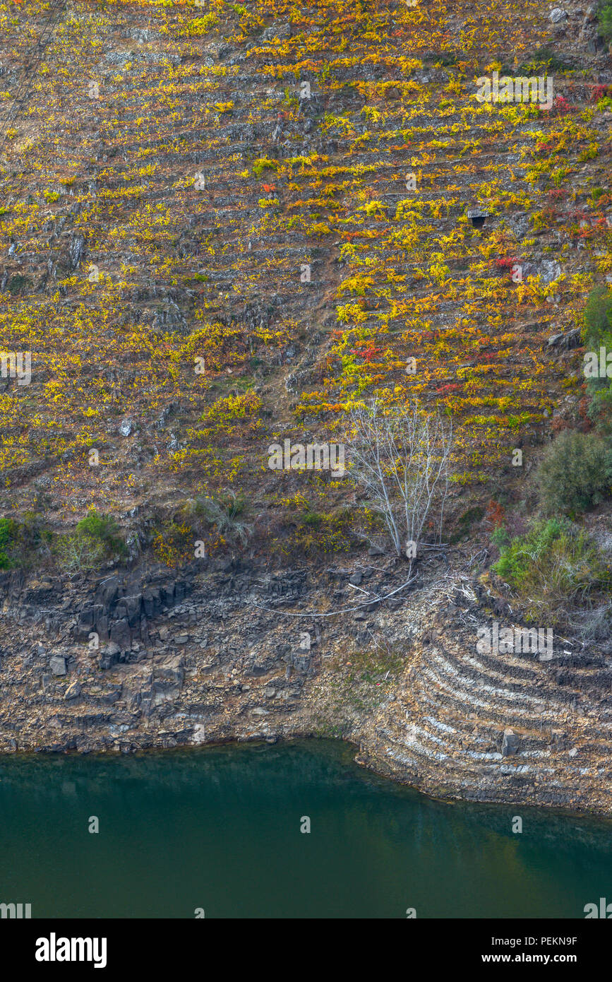 Los viñedos aterrazados llegan hasta la orilla del Sil, en la Ribeira Sacra de Sober Stock Photo