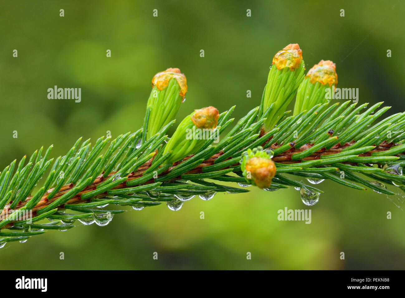 Raindrops on spruce needles, Greater Sudbury, Ontario, Canada Stock Photo
