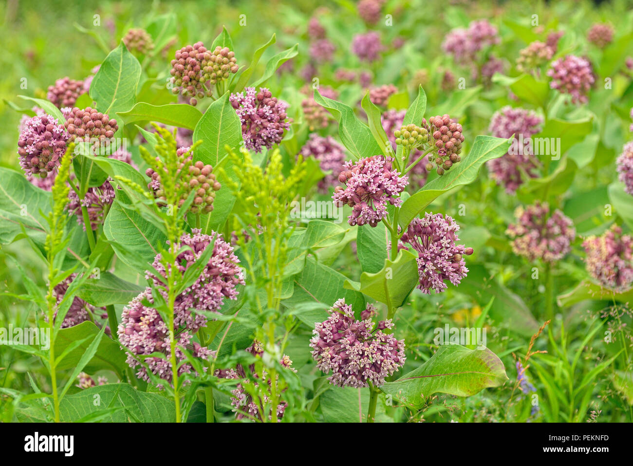Common milkweed(Asclepias syriaca) Flowers, Greater Sudbury, Ontario, Canada Stock Photo Alamy