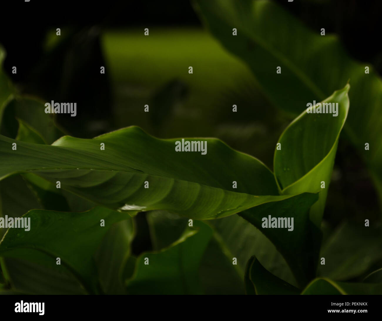Glow on leaves Stock Photo Alamy