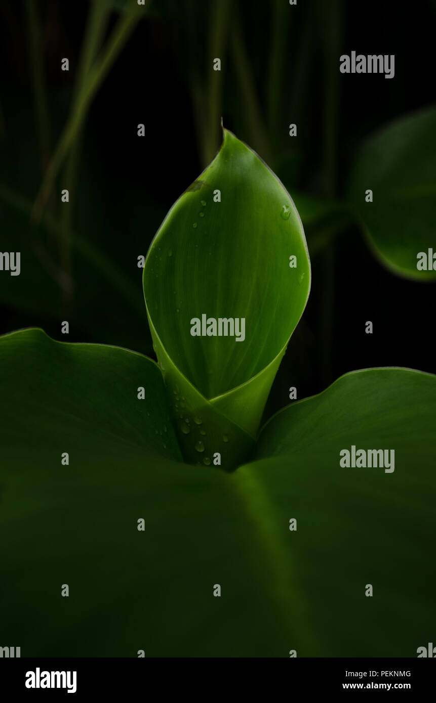 Glow on leaves Stock Photo Alamy