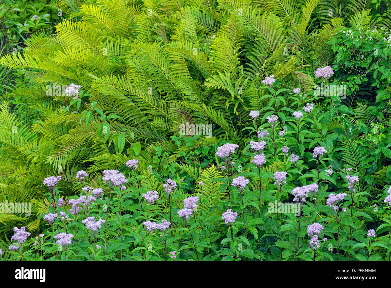 Flowering Joe-pye-weed (Eupatorium maculatum) and Cinnamon fern (Osmundastrum cinnamomea), Greater Sudbury, Ontario, Canada Stock Photo