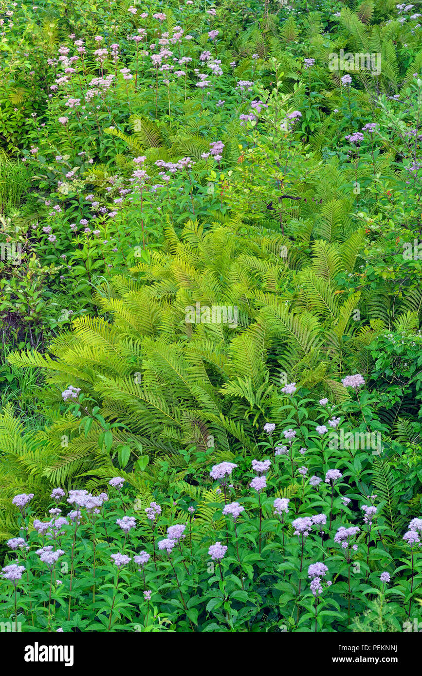 Flowering Joe-pye-weed (Eupatorium maculatum) and Cinnamon fern (Osmundastrum cinnamomea), Greater Sudbury, Ontario, Canada Stock Photo