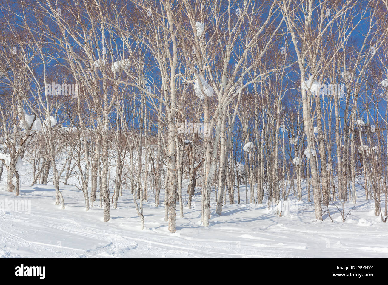 Silver birch trees with large lumps of snow up amongst the branches Stock Photo