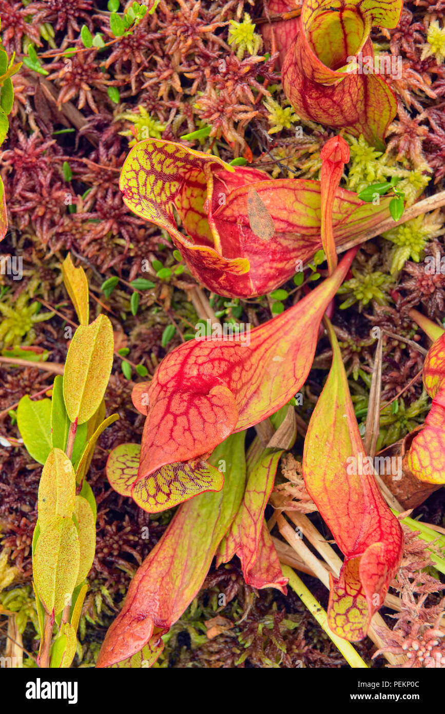 Northern Pitcher plant (Sarracenia purpurea), near Halfway Lake Provincial Park, Ontario, Canada Stock Photo