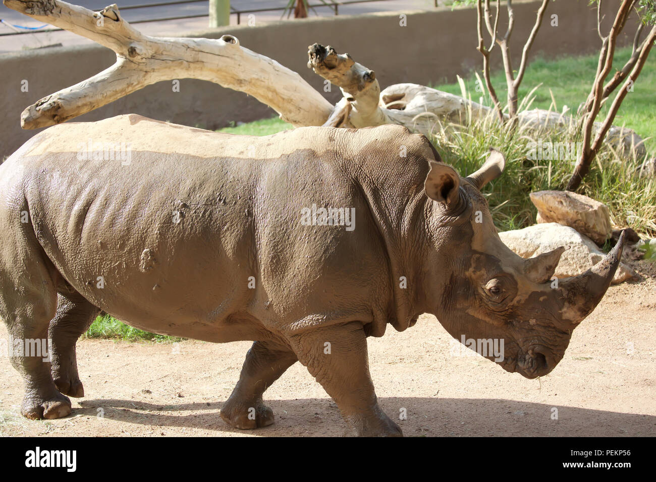 White Rhinoceros in Phoenix Zoo, Arizona,USA Stock Photo - Alamy