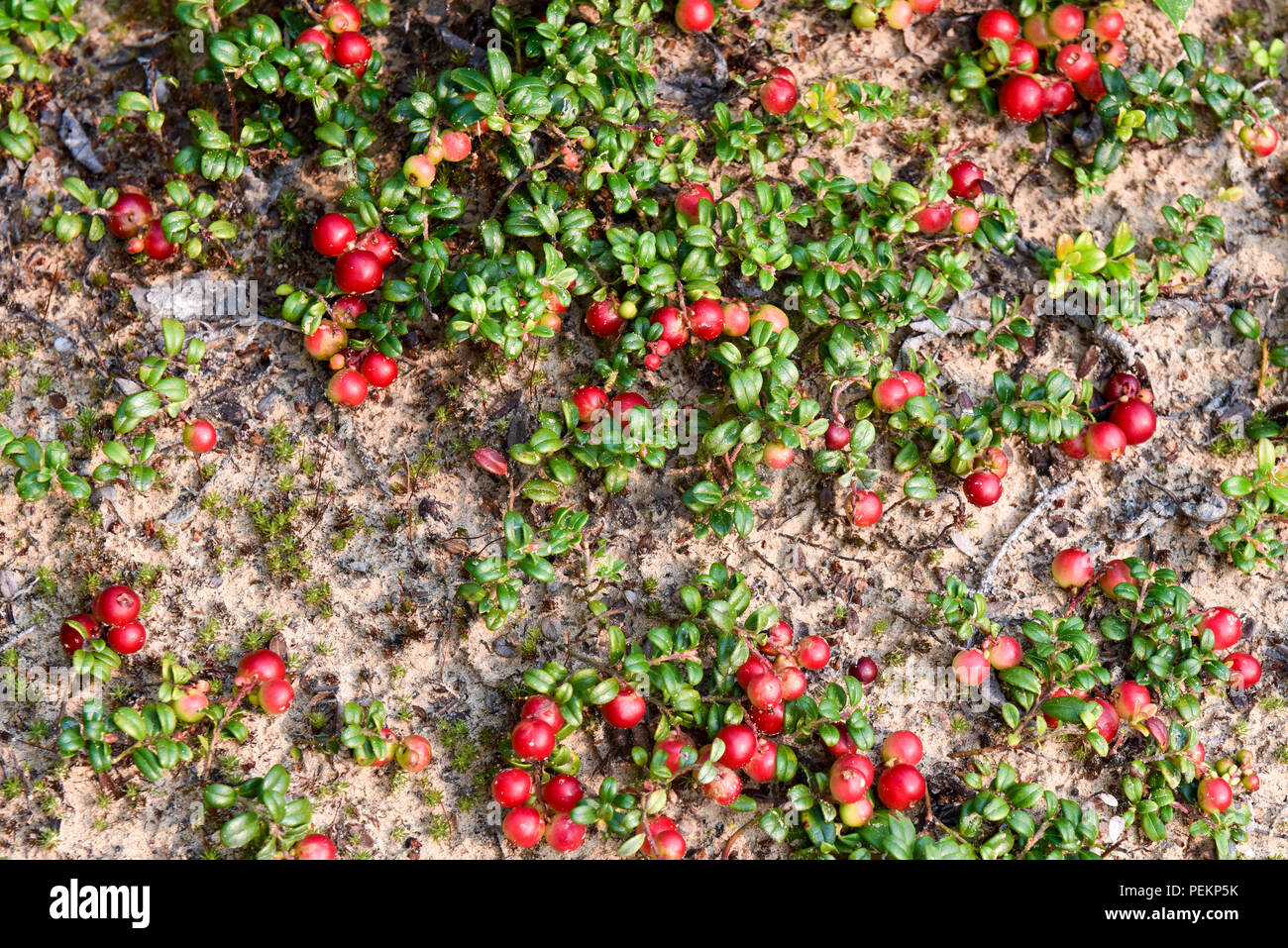 Growing cranberries hires stock photography and images Alamy