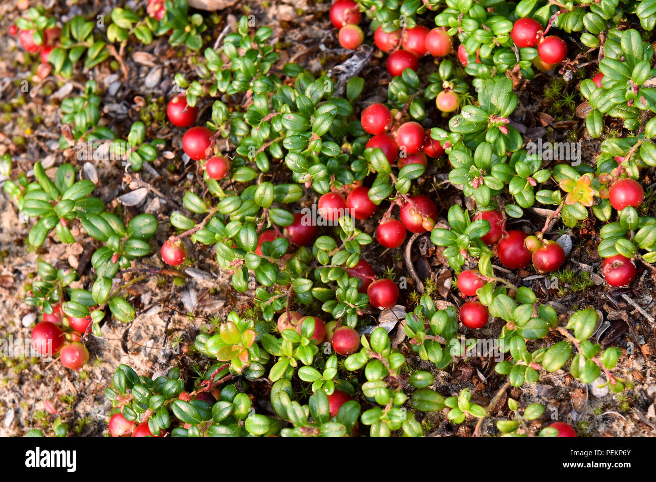 Cranberries growing hires stock photography and images Alamy