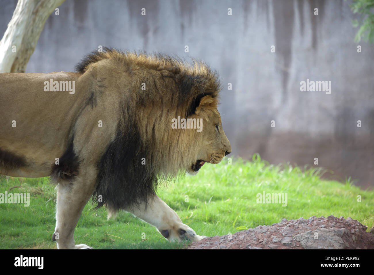 Lion standing legs hi-res stock photography and images - Alamy