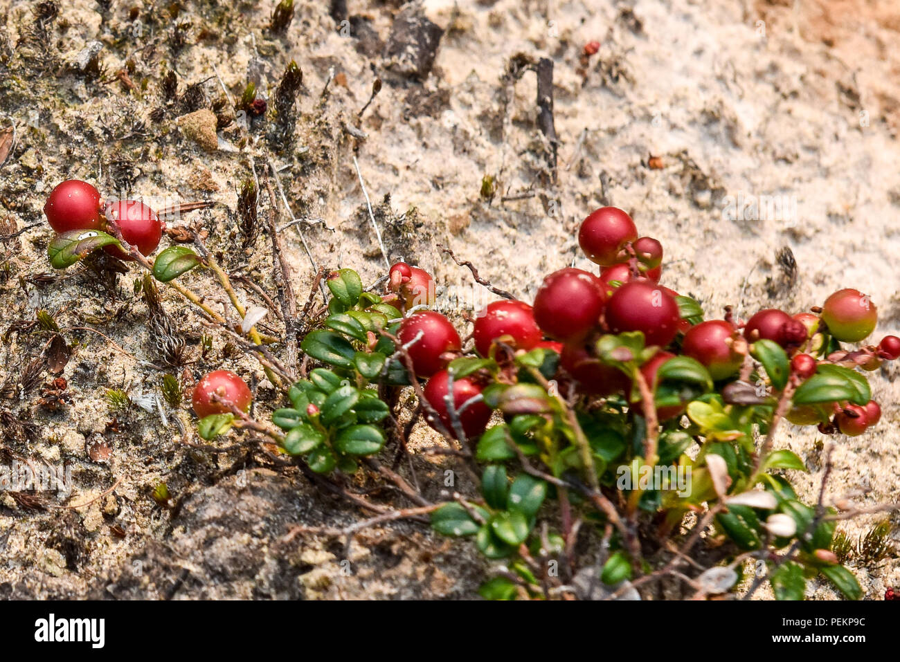 Cranberries growing hires stock photography and images Alamy