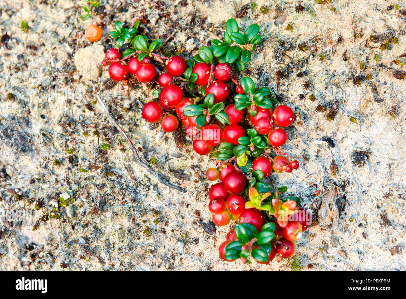 Wild cranberries, Northern Quebec, Canada Stock Photo Alamy