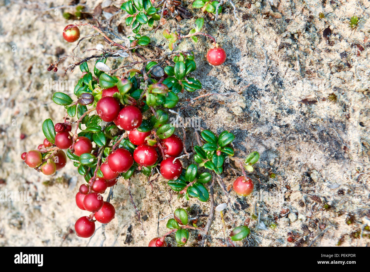 Wild cranberries, Northern Quebec, Canada Stock Photo Alamy