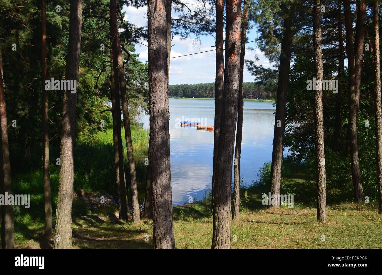 Coniferous resin hi-res stock photography and images - Alamy