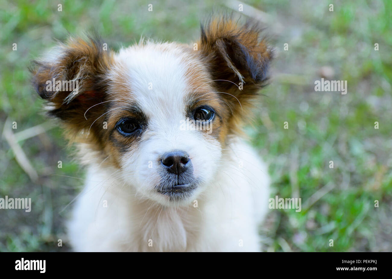 small puppy white