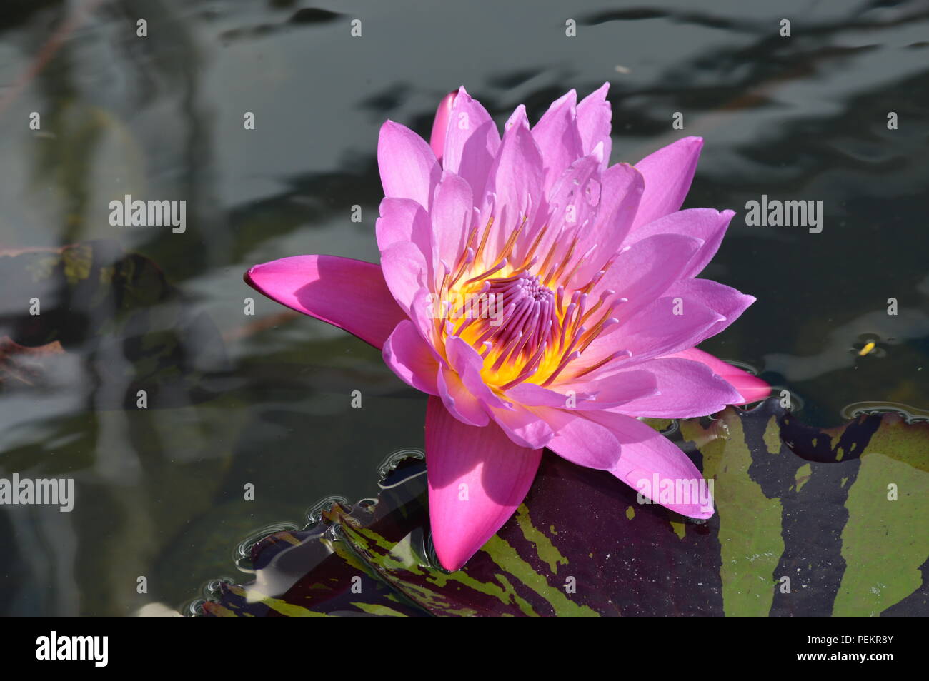 Water lily blooming on the pond Stock Photo Alamy