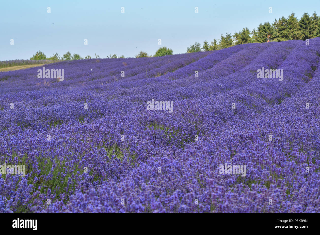 Cotswold Lavender Stock Photo