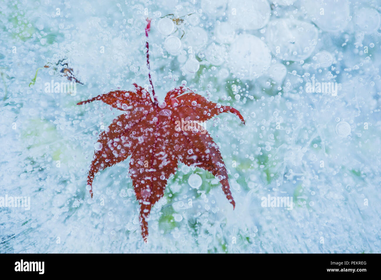 Winter scene with maple leaf frozon in ice Stock Photo - Alamy