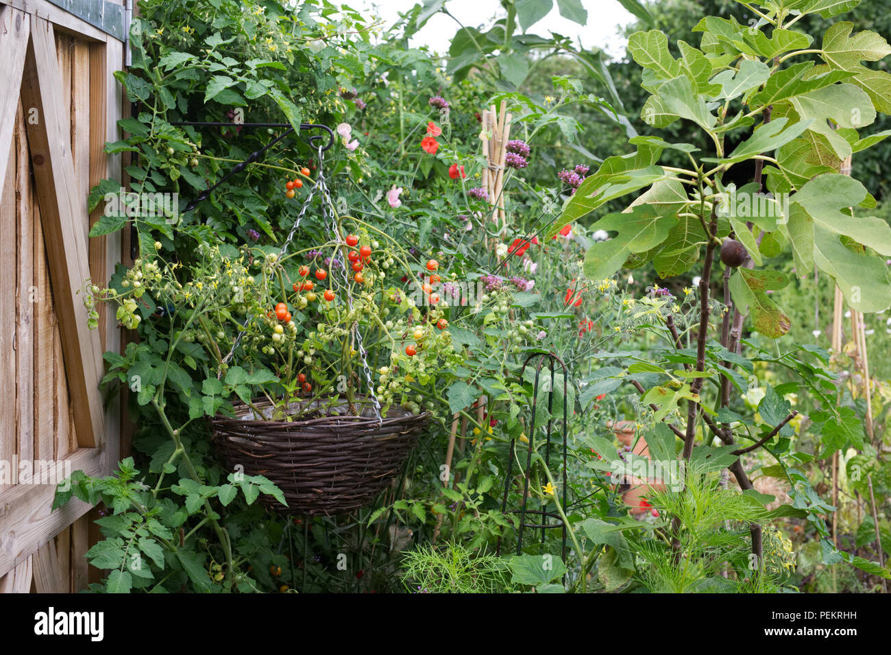 Small productive cottage garden in Summer. Stock Photo