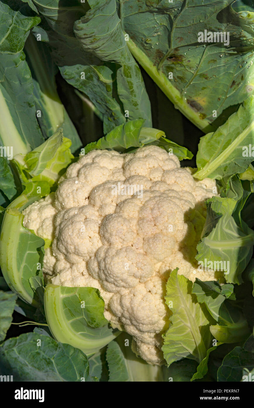 Commercial vegetable farm in Harare, Zimbabwe Stock Photo Alamy