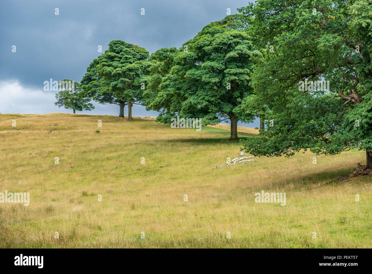 Landscape in Lyme Park estate. The estate is managed by the National Trust and consists of a mansion house surrounded by formal gardens, in a deer par Stock Photo