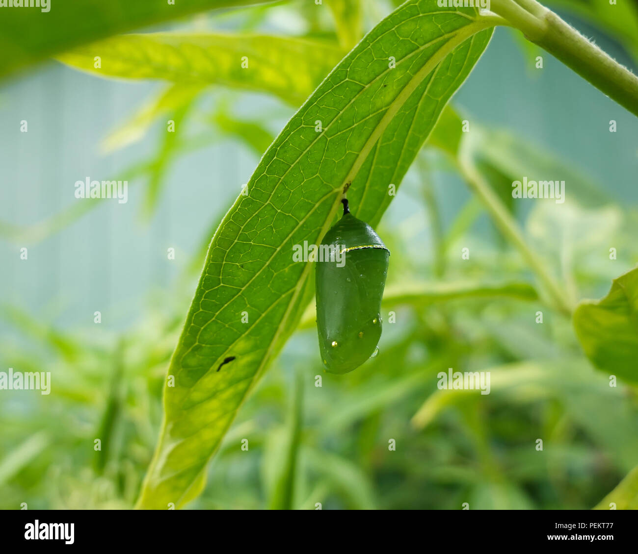 A monarch butterfly chrysalis, Danaus plexippus, hanging from the leaf