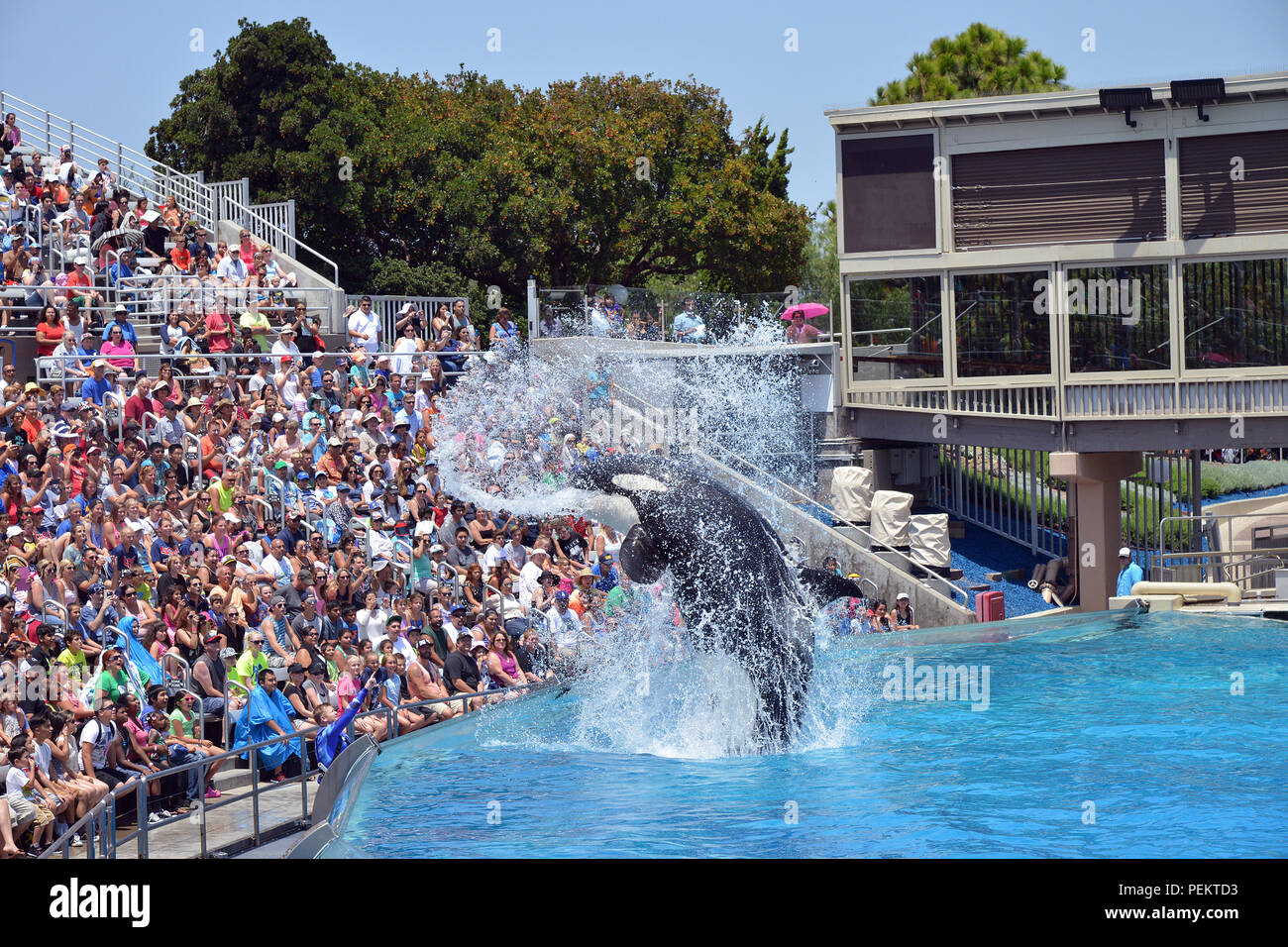 Seaworld killer whale hi-res stock photography and images - Alamy