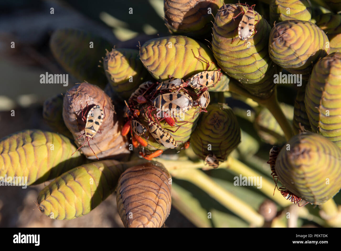 Red Bugs On Male Welwitschia Plant Namibia Stock Photo Alamy