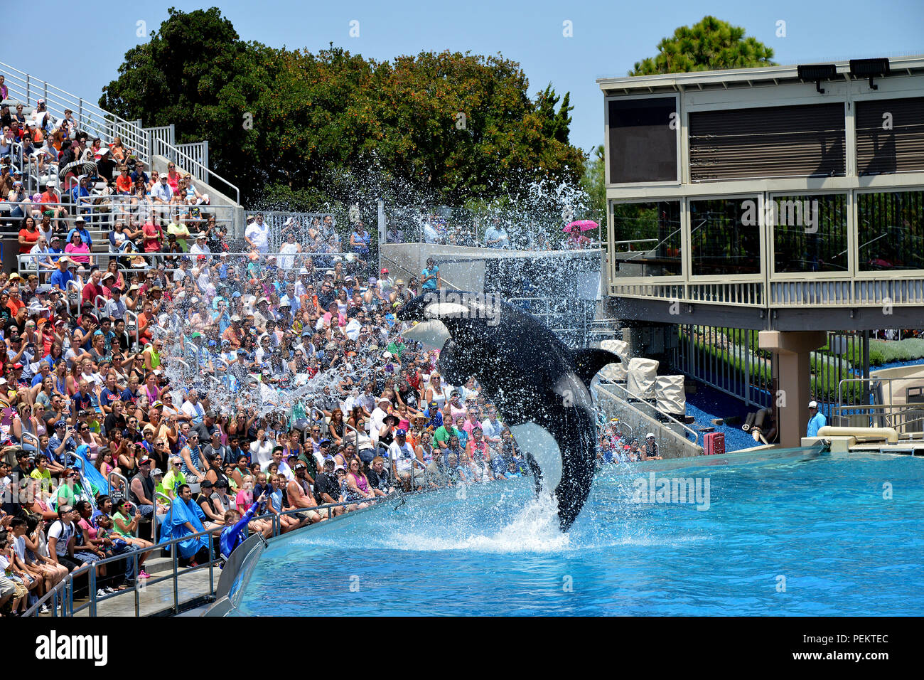 Seaworld killer whale hi-res stock photography and images - Alamy