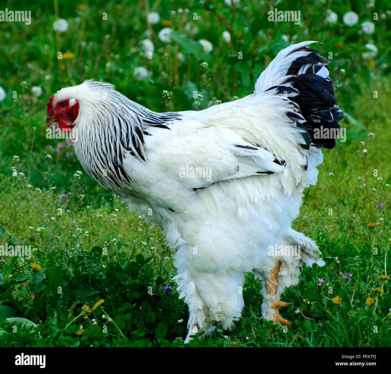 https://c8.alamy.com/comp/PEKTFJ/a-very-large-brahma-chicken-with-an-arco-red-comb-on-its-head-and-black-and-white-color-grazing-on-the-background-of-a-juicy-green-grass-PEKTFJ.jpg