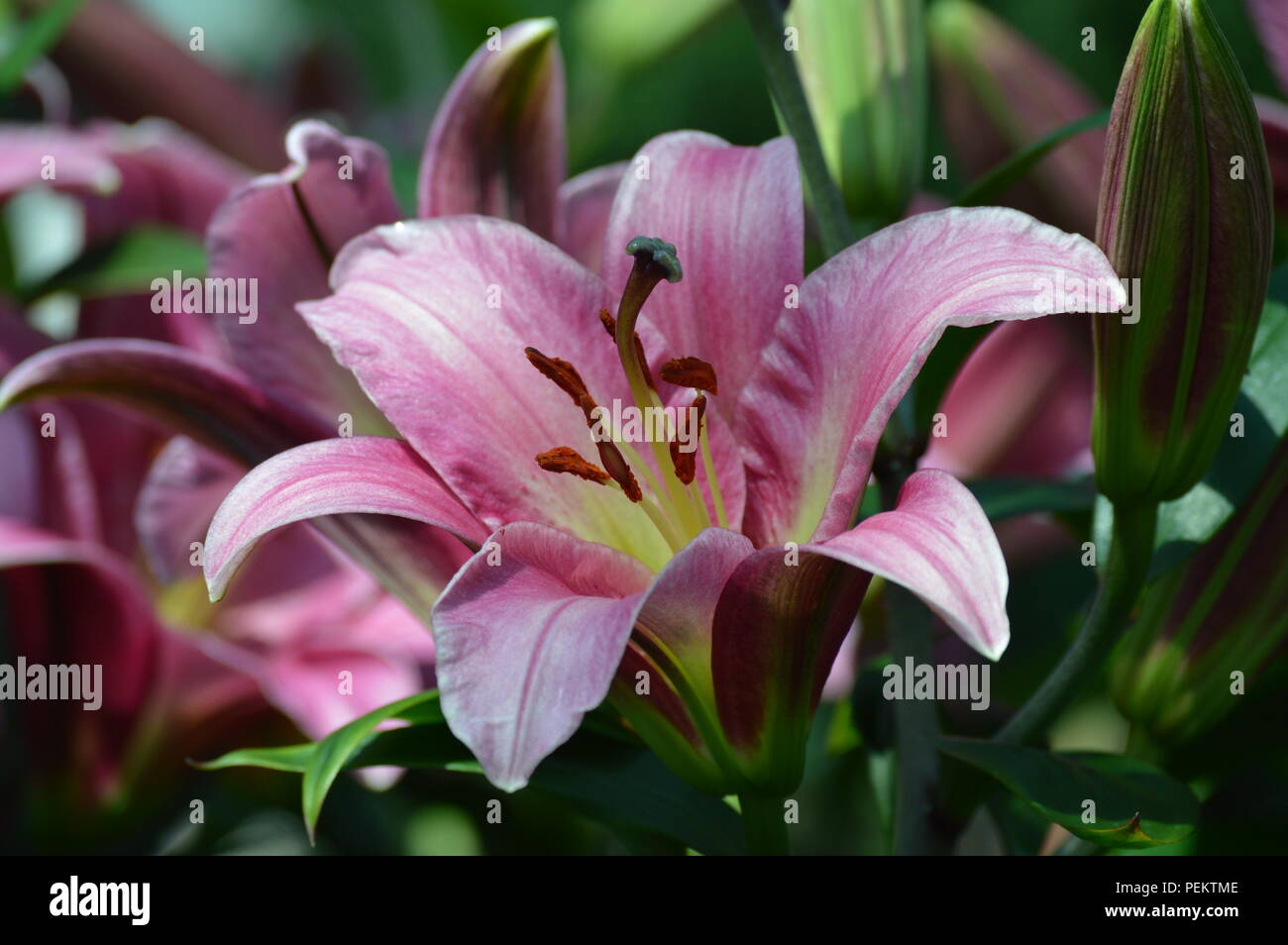 Lily growing in the garden Stock Photo Alamy