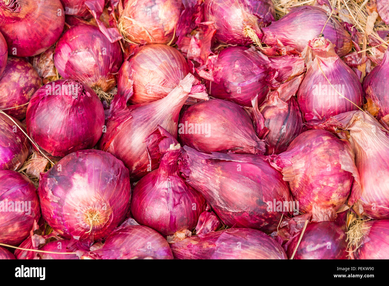 Commercial vegetable farm in Harare, Zimbabwe Stock Photo Alamy