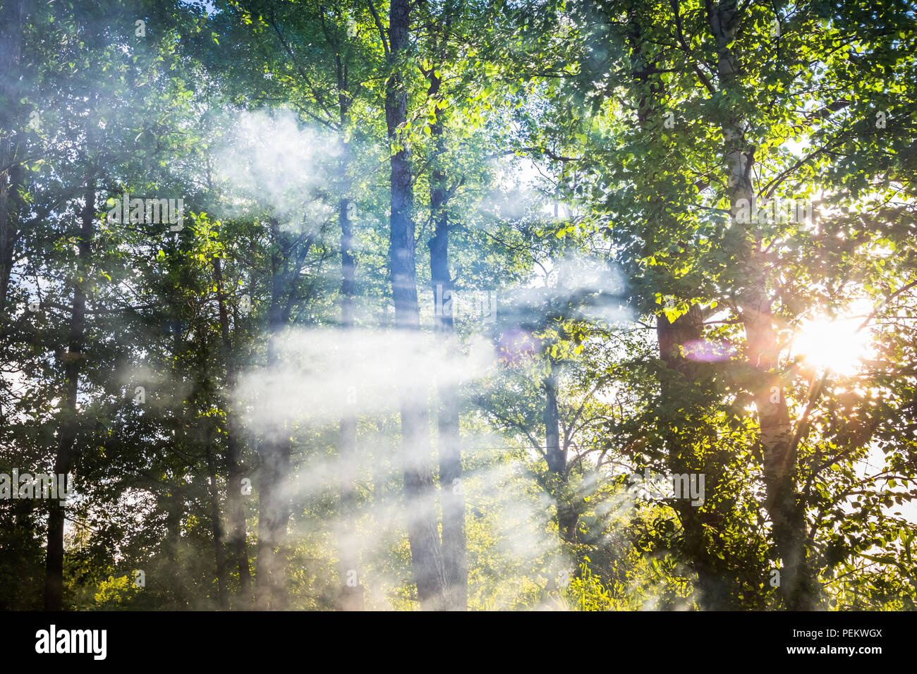 Smoke in the forest Stock Photo - Alamy