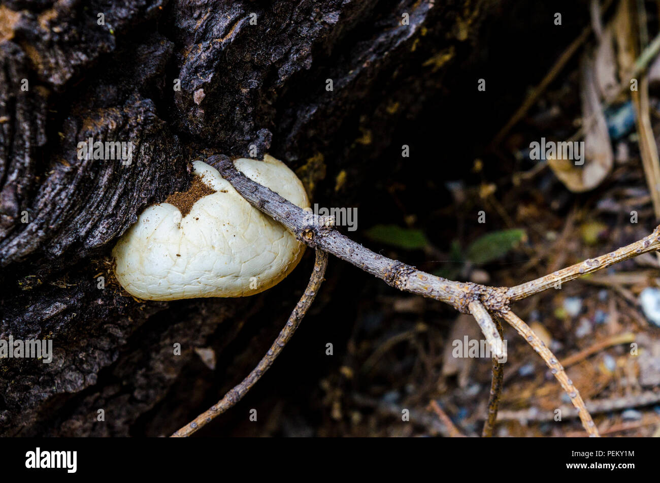 Fungus growing on cut logs in the Stanislaus National Forest California Sierra Nevada mountains Stock Photo