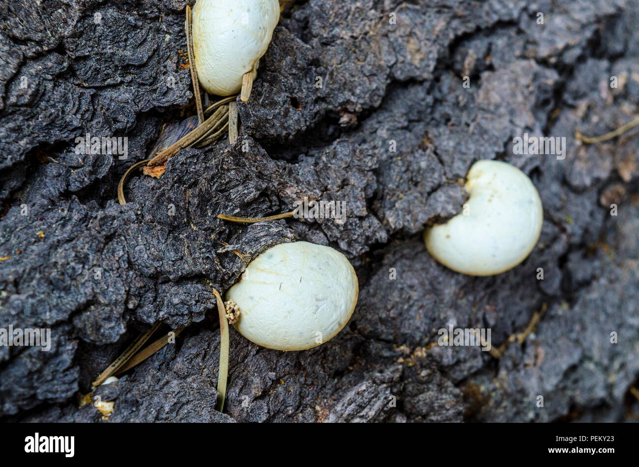 Fungus growing on cut logs in the Stanislaus National Forest California Sierra Nevada mountains Stock Photo