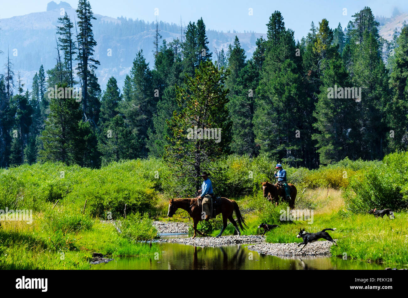 Cowboys rounding up cattle due to an evacuation order for the Eagle Meadow road area of the Stanislaus National Forest California Stock Photo