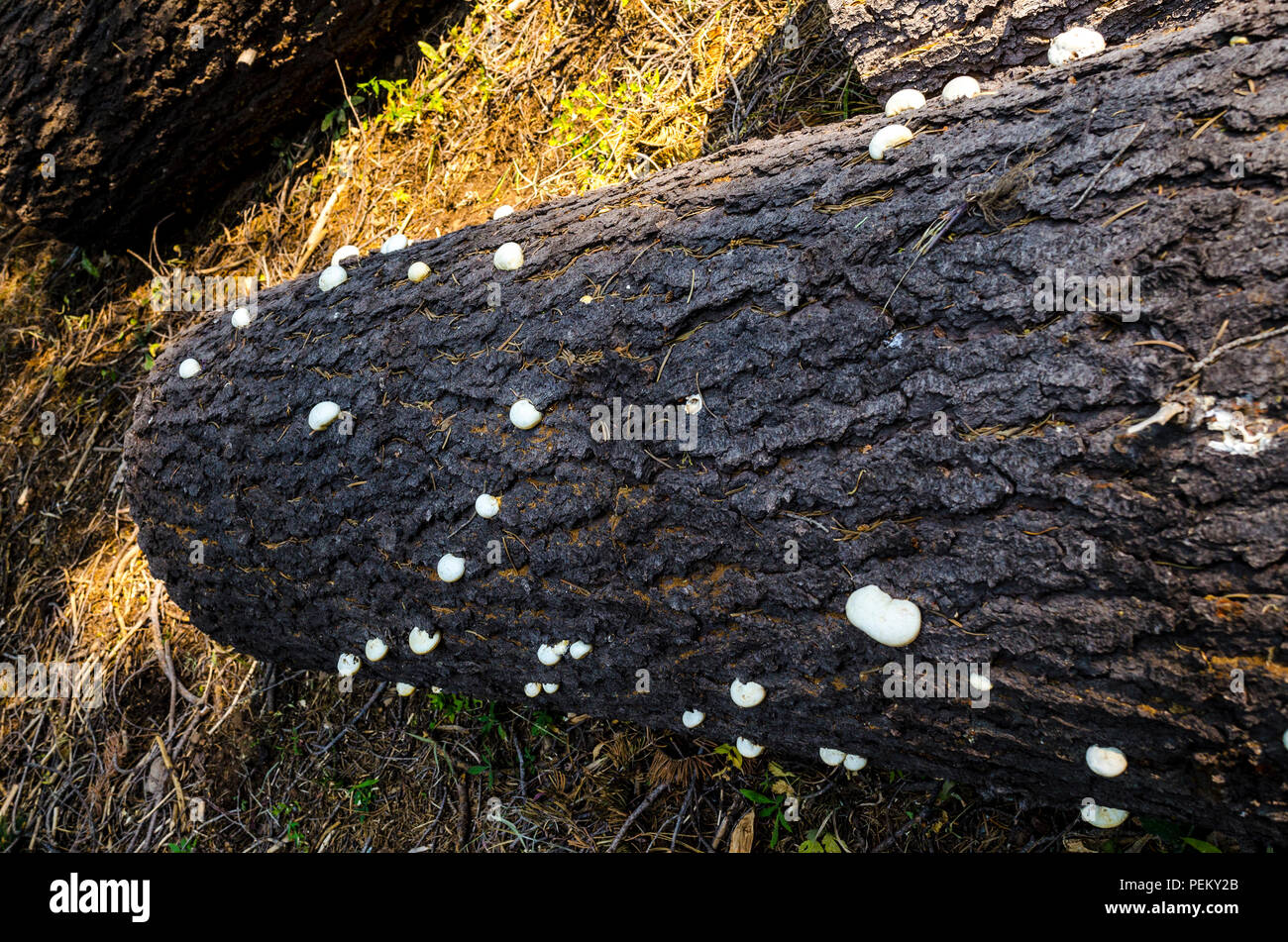Fungus growing on cut logs in the Stanislaus National Forest California Sierra Nevada mountains Stock Photo