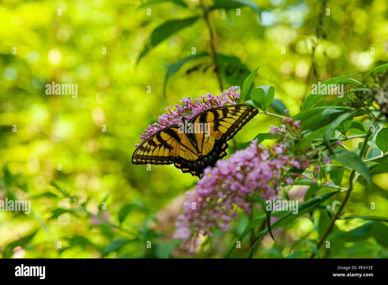 Eastern Tiger Swallowtail feeding on butterfly bush flowers Stock Photo ...